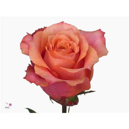 Vrtnica Natures Cherry Box c2989