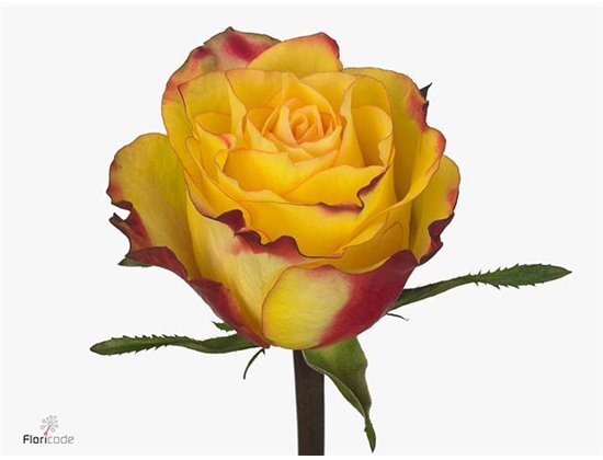 Vrtnica News Flash c2992