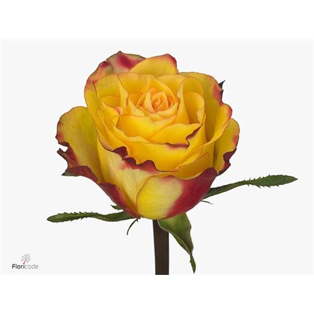 Vrtnica Newsflash c2994