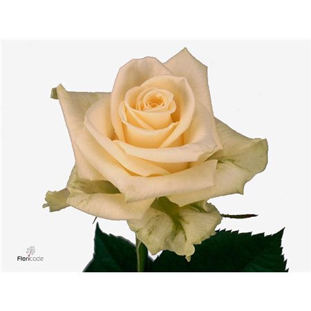 Vrtnica Novia Box c3000