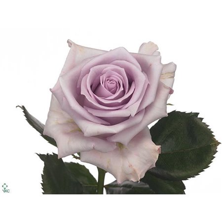 Vrtnica Ocean Song c3001