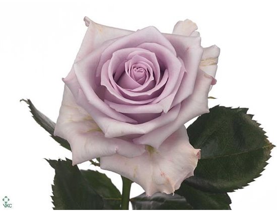 Vrtnica Ocean Song c3003