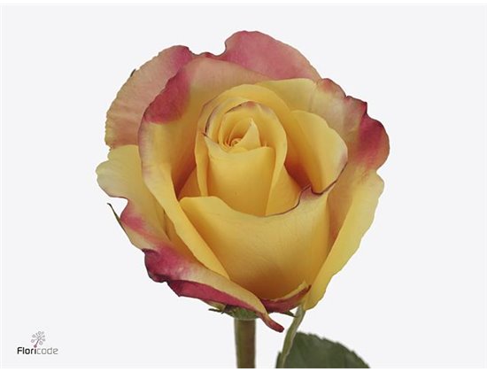 Vrtnica Optical Sunset c3007