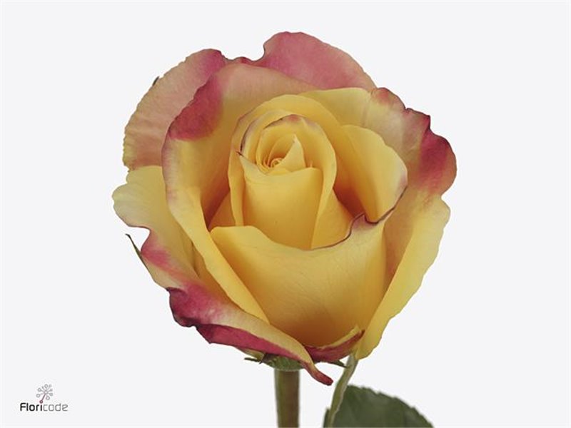 Vrtnica Optical Sunset c3007