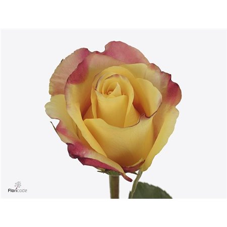 Vrtnica Optical Sunset c3007