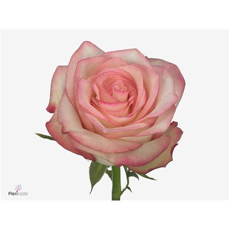 Vrtnica Paloma c3018