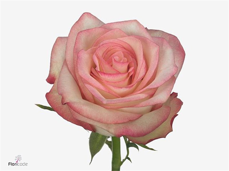 Vrtnica Paloma c3022