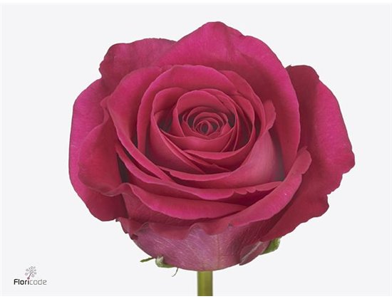 Vrtnica Pink Amaretto c3030