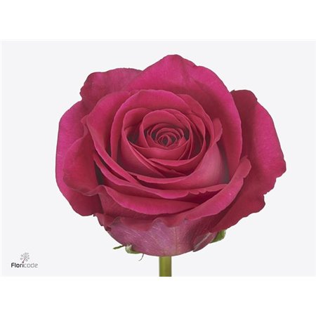 Vrtnica Pink Floyd c3043