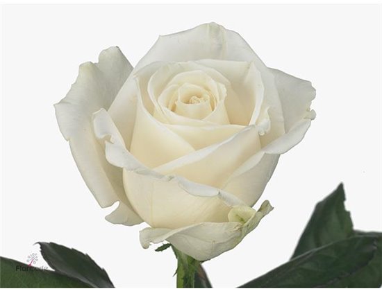 Vrtnica Playa Blanca c3072