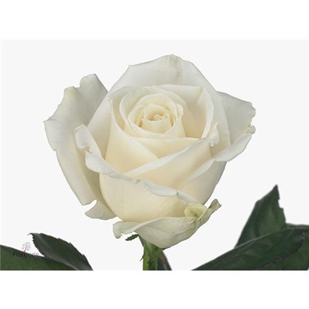 Vrtnica Playa Blanca c3072