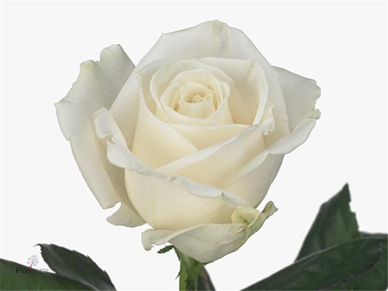 Vrtnica Playa Blanca c3075