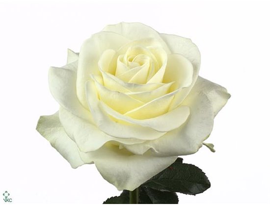 Vrtnica Polar Star c3077