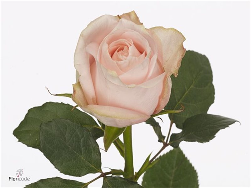 Vrtnica Pomarosa c3081