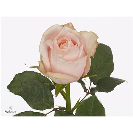 Vrtnica Pomarosa Box c3083