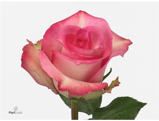 Vrtnica Priceless c3084