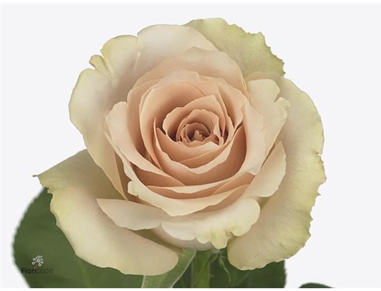 Vrtnica Quicksand c3094