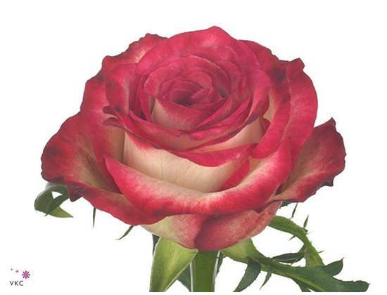 Vrtnica Raspberry Ice c3096