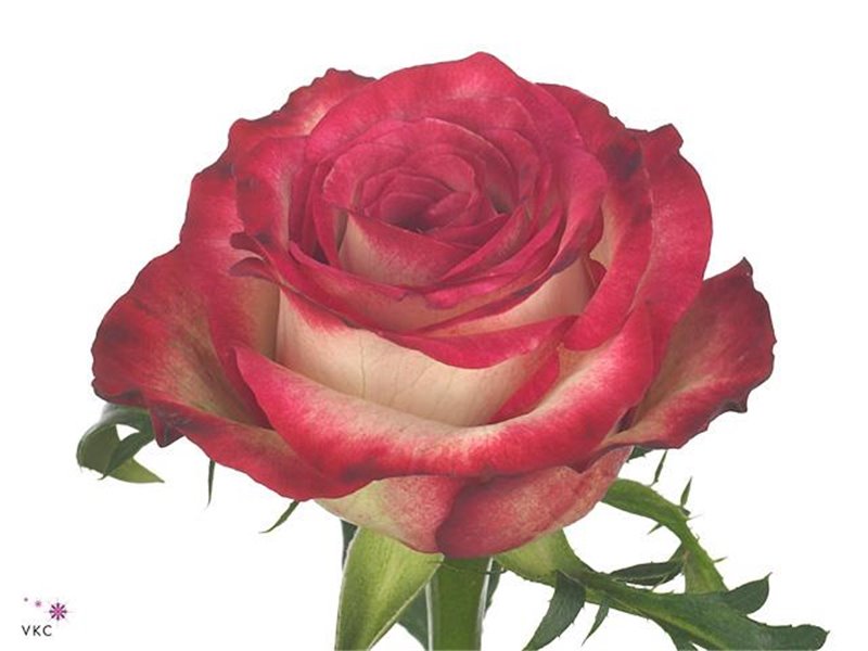 Vrtnica Raspberry Ice c3096