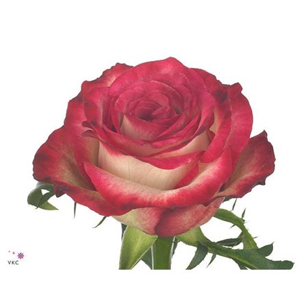 Vrtnica Raspberry Ice c3096