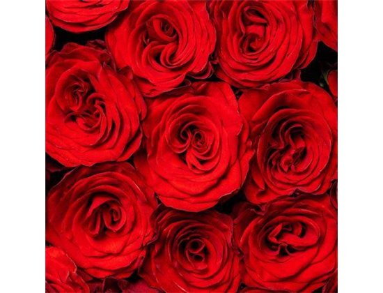 Vrtnica Rediant c3097