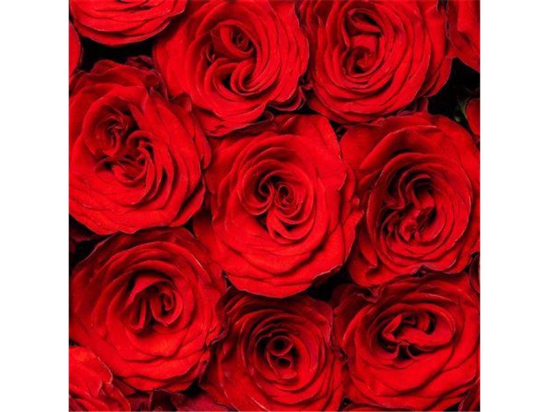 Vrtnica Rediant c3097