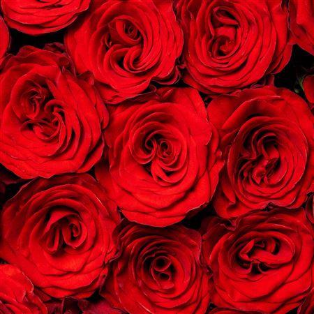 Vrtnica Rediant c3097