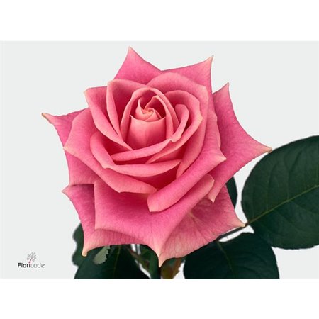 Vrtnica Romina c3102