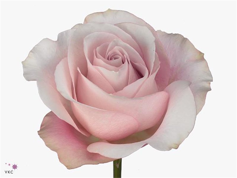 Vrtnica Secret Garden c3106