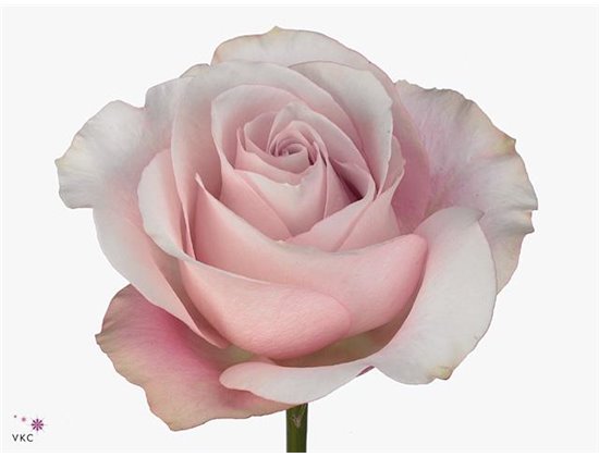 Vrtnica Secret Garden c3108