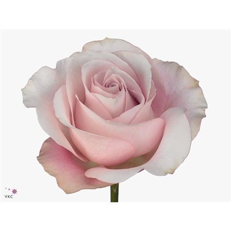 Vrtnica Secret Garden 60cm c3111