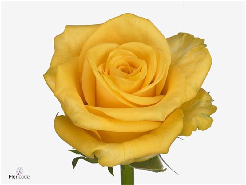 Vrtnica Sunset c3134