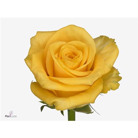 Vrtnica Sunset c3134