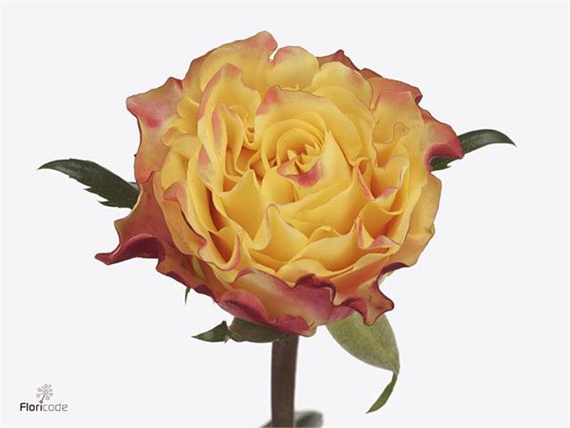 Vrtnica Sunset X-pression c3136