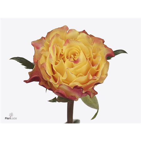 Vrtnica Sunset X-pression c3136