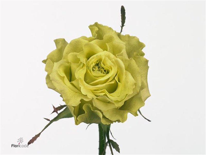 Vrtnica Supergreen Box c3139