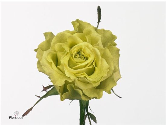 Vrtnica Supergreen Box c3140