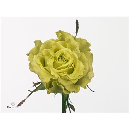 Vrtnica Supergreen Box c3140