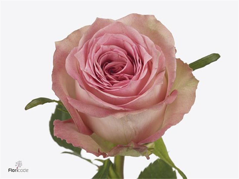 Vrtnica Sweet Elegance c3142