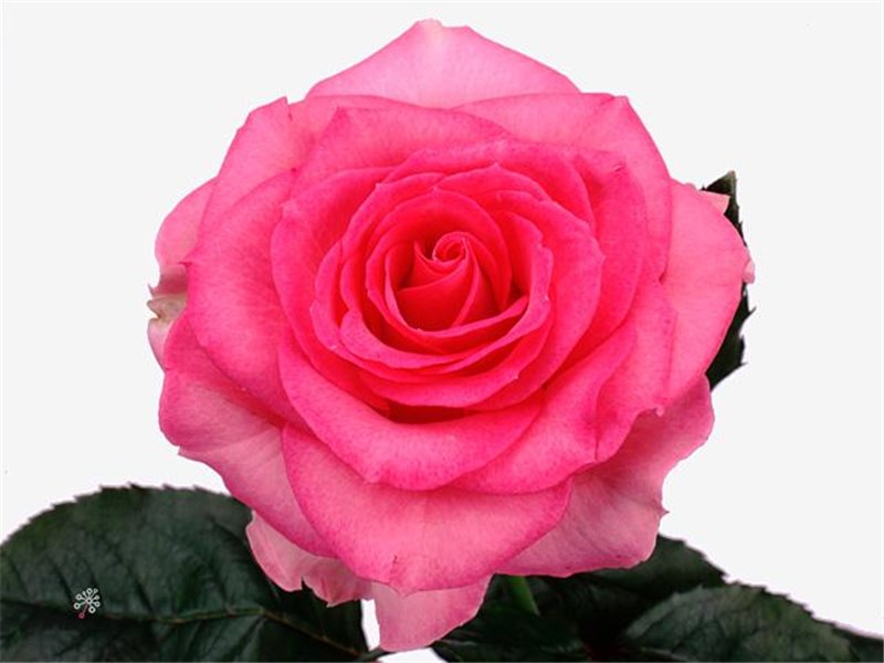 Vrtnica Sweet Eye c3143