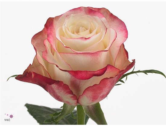 Vrtnica Sweetness c3145