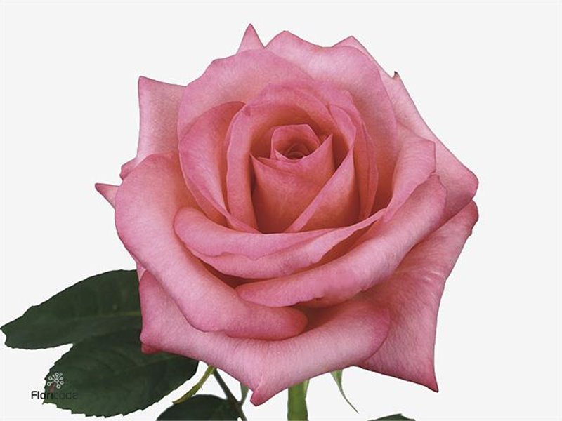 Vrtnica Sweetness c3146