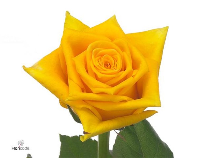 Vrtnica Tara Box c3149