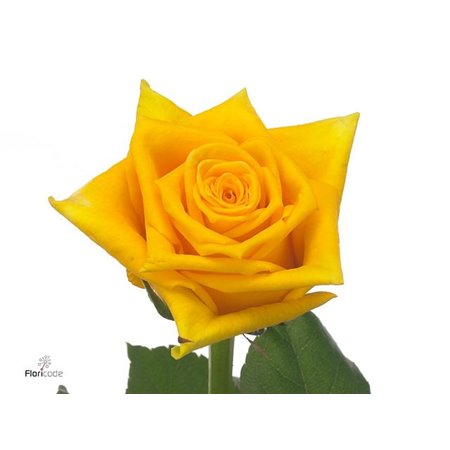 Vrtnica Tara Box c3149