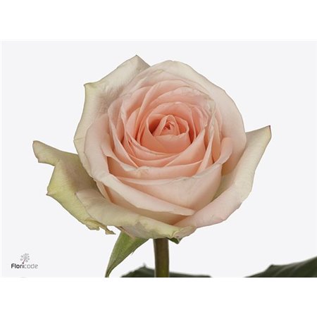 Vrtnica Tiffany c3160