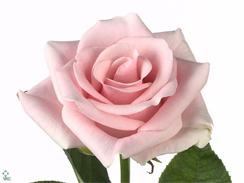 Vrtnica Titanic c3164