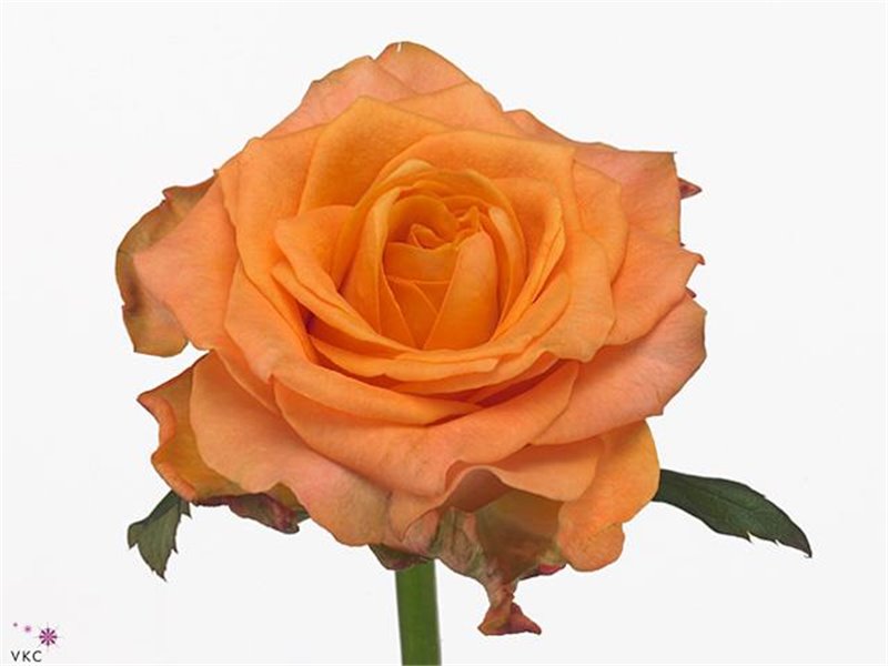 Vrtnica Twilight c3170