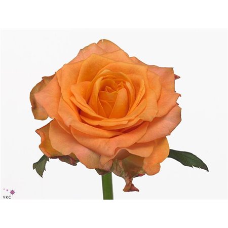 Vrtnica Twilight c3172