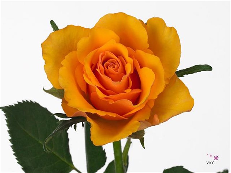 Vrtnica Tycoon c3177