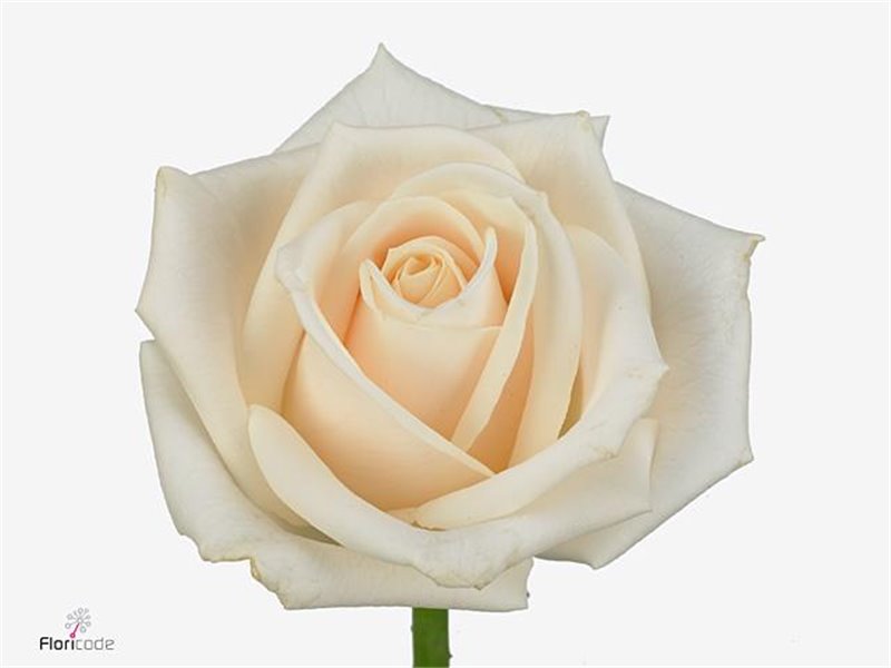 Vrtnica Vendela Box c3190